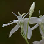 Largeleaf rose gentian